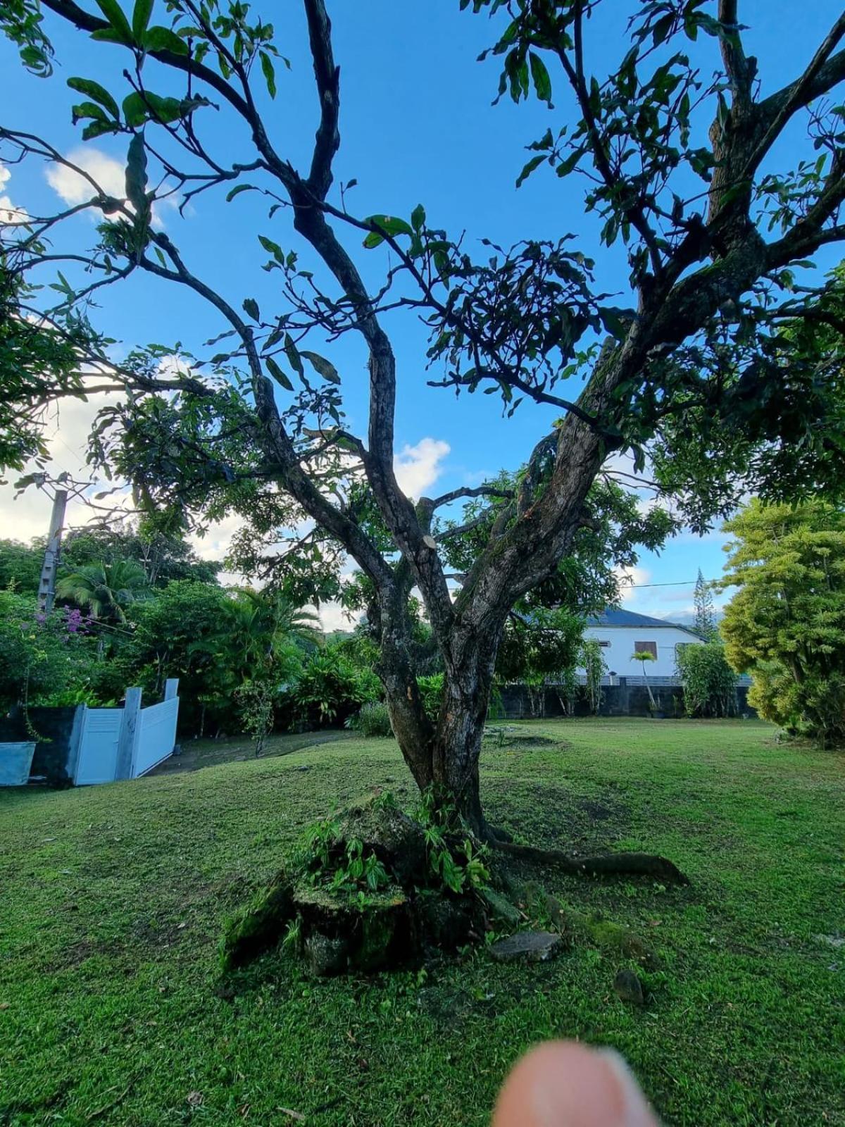 Delices Du Papillon Villa Petit-Bourg Dış mekan fotoğraf